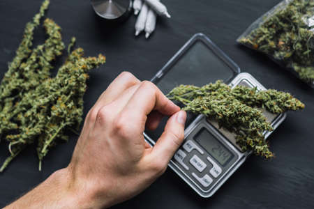 Cones of cannabis flowers lie on the scales close upの写真素材