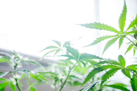 A large number of cannabis flowers the hands of Medetsinsky employee concepts of profuse cultivation