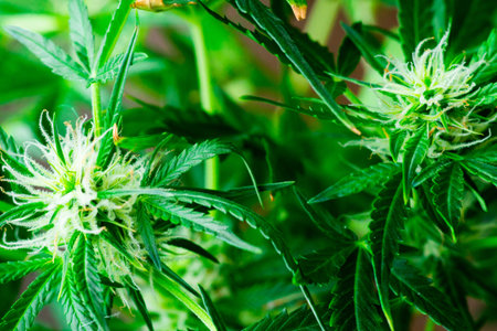 Marijuana leaves, cannabis on a dark background, beautiful background, indoor cultivation