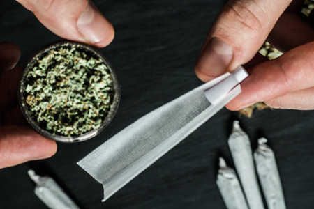 The man twists the canth from fresh marijuana
