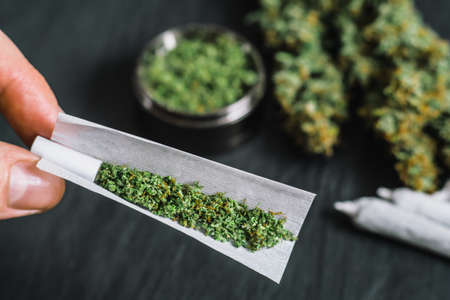 The man twists the canth from fresh marijuanaの写真素材