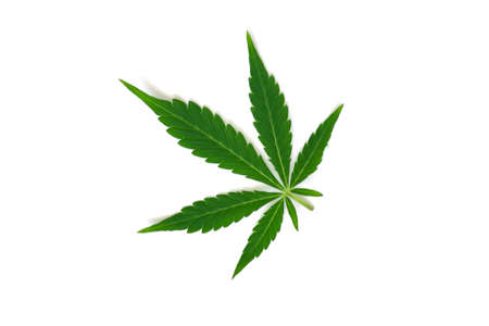 Beautiful green cannabis leaf macro top view isolatedの写真素材
