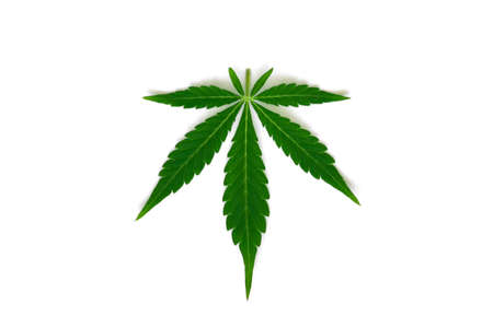 Beautiful green cannabis leaf macro top view isolated medical use THC and CBDの写真素材