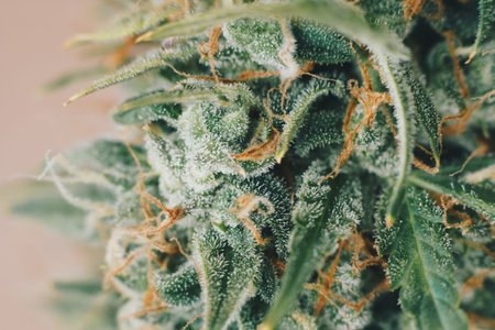 Macro shot with sugar trichomes. Concepts of grow and use of marijuana cbd thc medicinal.の写真素材
