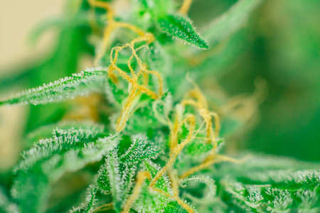 bud cannabis, with sugar trichomes cbd thc shot Macro buds of medicinal marijuana . Concepts of...