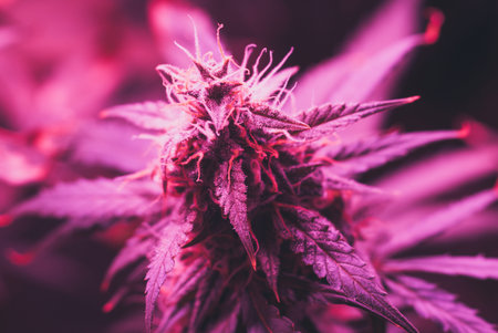 LED lamps grow A large bud cannabis grown under . The concept of growing medical marijuana under...