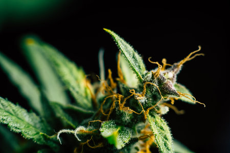 medicinal Macro buds of marijuana trichomes cbd thc. Concepts of legalizing herbs weed, bud...