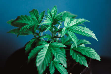 Marijuana leaves cannabis plant medical marijuana, young beautiful c on beautiful background, indoor cultivationの写真素材