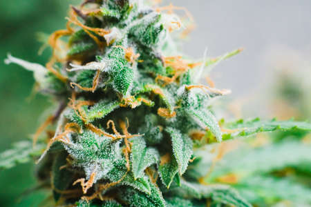 shot with sugar trichomes cbd thc, concepts of grow and use of marijuana for medicinal purposes. Concepts legalizing weed Beautiful buds before harvest. cannabis grow indoor Macroの写真素材