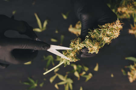A man is cutting fresh cannabis buds. Vintage marijuanaの写真素材