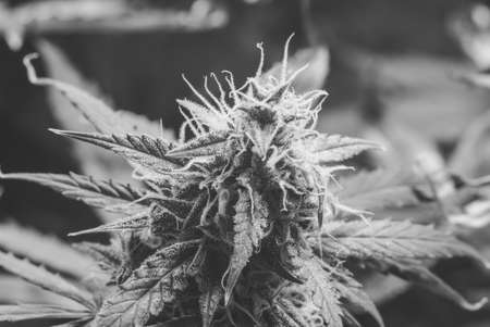 bud cannabis grown under lamps LED . The concept of growing medical marijuana under artificial light artificial.の写真素材