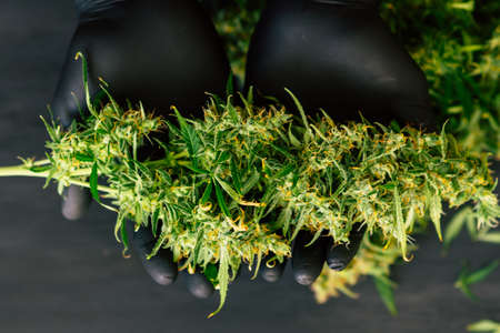 A large bud of fresh cannabis harvest in the hands of a male grover concepts of cultivating medical of marijuana top viewの写真素材
