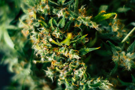 Background of a fresh harvest of buds of a cannabis on a black table. Concepts of cultivation of medicinal marijuana grow indoorsの写真素材