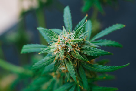 concepts of grow and use of marijuana for medicinal purposes. Concepts legalizing weed Beautiful...