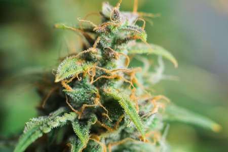 grown cannabis in the house before harvest. concepts of grow and use of marijuana cbd thc medicinal. Concepts of legalizing herbs weed, Macro shot with sugar trichomes, budの写真素材