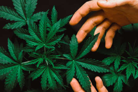 Beautiful cannabis leaf concepts growing and using marijuana beautiful background, indoor cultivationの写真素材