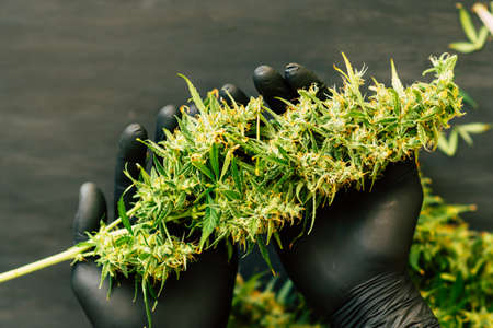 A large bud of fresh cannabis harvest in the hands of a male grover concepts of cultivating medical of marijuana top viewの写真素材