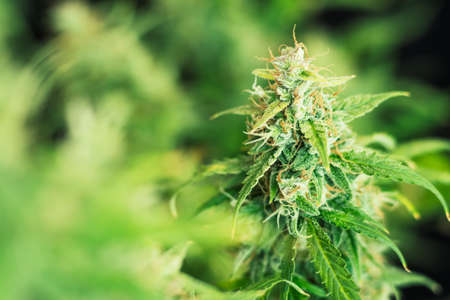 weed with sugar trichomes. concepts of grow and use of marijuana trichomes cbd thc medicinal. cannabis buds Macro shot. Concepts of legalizing herbs grow indoor. Copy spaceの写真素材