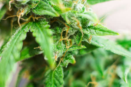 Beautiful buds of cannabis grown indoor before harvest. Macro shot with sugar trichomes cbd thc, concepts of grow and use marijuana for medicinal purposes. Concepts legalizing weedの写真素材