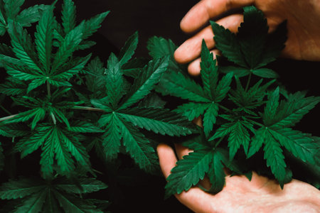 A beautiful cannabis leaf and a man's hand concepts of legal small Top of a cannabis plant growing a macro shot on a vegetation plant medical marijuana Marijuana leaves, herbal hands at the man, indoor cultivationの写真素材