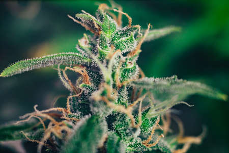 weed grow buds harvest indoor buds cannabis Macro shot with sugar trichomes. concepts of grow and use of marijuana cbd thc medicinal. Concepts of legalizing herbsの写真素材