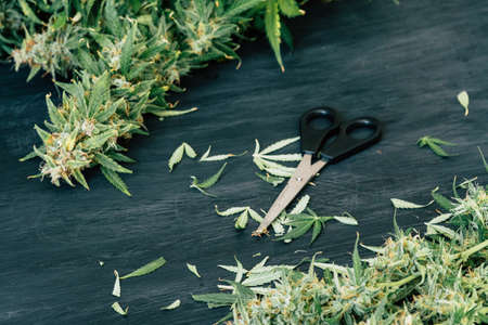 Trimming scissors with cannabis leaves over dark background - medical marijuana farming conceptの写真素材