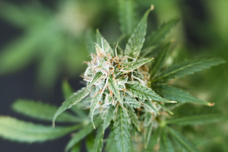 sugar trichomes cbd thc, concepts of grow and use of marijuana for medicinal purposes. Concepts...