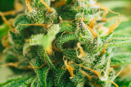 Macro shot with sugar trichomes cbd thc, concepts of grow and use of marijuana for medicinal...