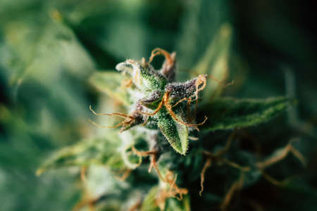 marijuana cbd thc. Concepts of legalizing medicinal herbs weed, bud cannabis, Macro shot with sugar trichomes, buds grown cannabis in the house, Bud cannabis before harvestの写真素材