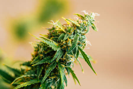 Macro shot with sugar trichomes cbd thc, concepts of grow and use of marijuana for medicinal purposes. Concepts legalizing weed Beautiful buds before. cannabis grow indoorの写真素材