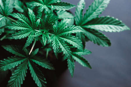 Marijuana leaves, cannabis on a dark background, beautiful background, indoor cultivationの写真素材
