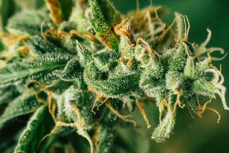 Concepts legalizing weed Beautiful buds before harvest. cannabis grow indoor Macro shot sugar trichomes cbd thc concepts of grow and use of marijuana medicinal purposes.の写真素材