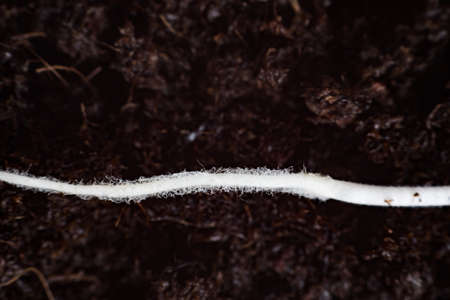 Sprouting cannabis seeds, root on a black backgroundの写真素材