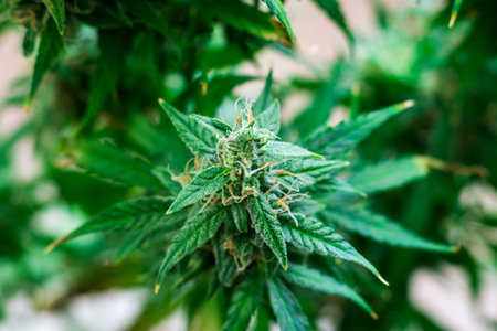 use of marijuana for medicinal purposes. Concepts legalizing weed Beautiful buds before harvest. cannabis grow indoor Macro shot sugar trichomes cbd thc concepts of grow andの写真素材