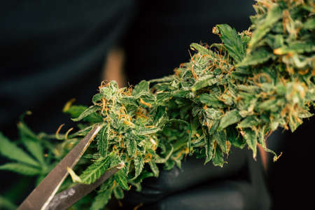 A man is cutting fresh cannabis buds. Vintage marijuanaの写真素材