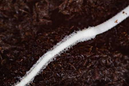 Sprouting cannabis seeds, root on a black background