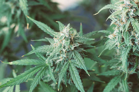 grow indoor before harvest. Macro shot with sugar trichomes cbd thc, concepts of grow and use of marijuana for medicinal purposes. Concepts legalizing weed Beautiful bud cannabisの写真素材