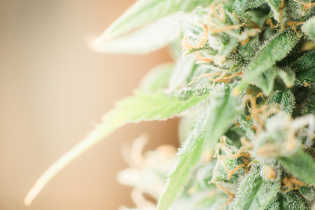 Macro shot trichomes on buds weed cannabis with sugar trichomes. concepts of grow and use of...