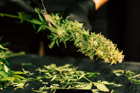 A man is cutting fresh cannabis buds. Vintage marijuanaの写真素材