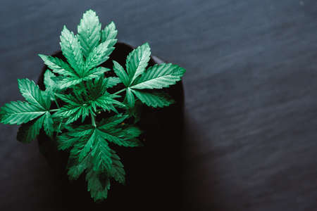 Marijuana leaves, cannabis on a dark background, beautiful background, indoor cultivationの写真素材
