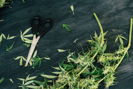 Trimmed Marijuana Fowerの写真素材