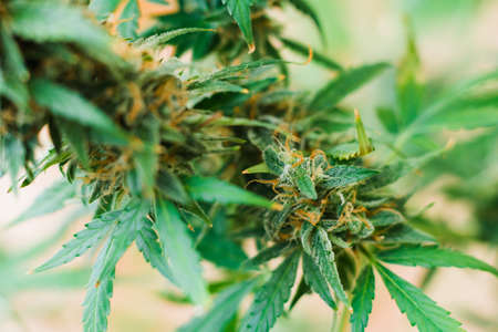 Beautiful buds cannabis grown in the house before harvest. concepts of grow and use of marijuana cbd thc medicinal.の写真素材