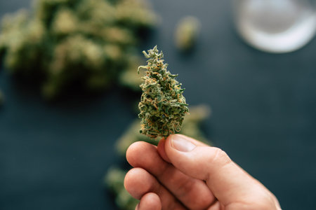 Macro Cannabis bud in hand of man Macro of cannabis weed marijuana flowers with trichomes close up