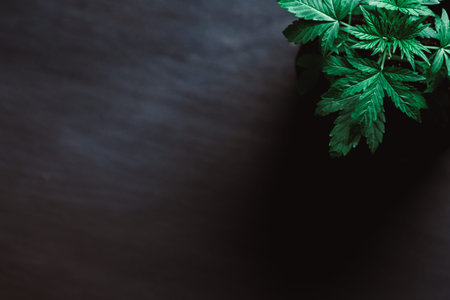 Marijuana leaves, cannabis on a dark background, beautiful background, indoor cultivation