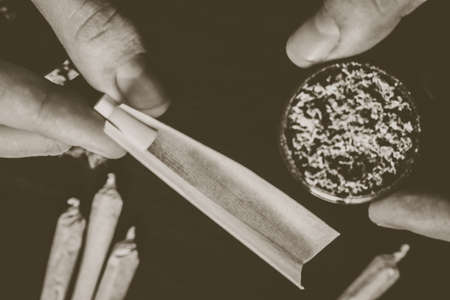 The man twists the canth from fresh marijuanaの写真素材