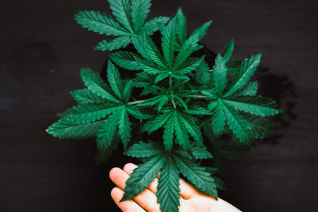 Beautiful cannabis leaf concepts growing and using marijuana, growing a macro shot on a vegetation...