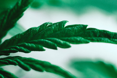 Marijuana leaves, cannabis on a dark background, beautiful background, indoor cultivation