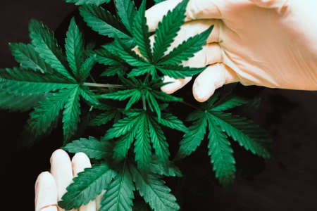 Hand of medical worker and plant and leaves of cannabis macro beautiful background, indoor cultivationの写真素材