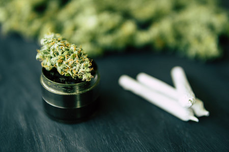 Macro of marijuana with trichomes and crushed weed in a grinder for chopping a canapis on a black...