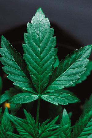 Marijuana leaves, cannabis on a dark background, beautiful background, indoor cultivation